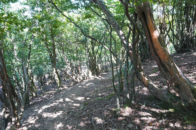 番外編_滋賀県_御池岳　No113