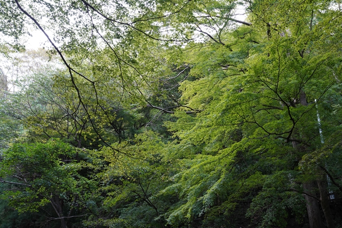 番外編_岐阜県_養老の滝　No14