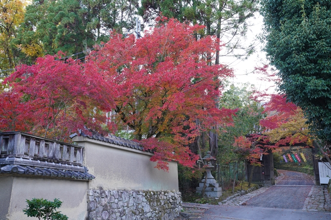 京都_紅葉_2020_赤山禅院　No2