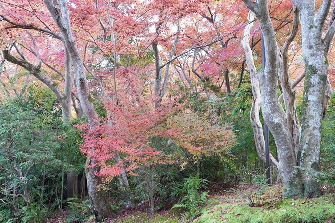 京都_紅葉_2020_赤山禅院　No4