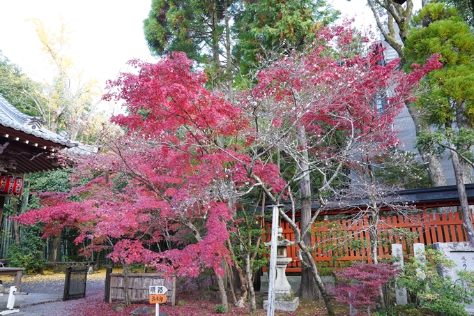 京都_紅葉_2020_赤山禅院　No8