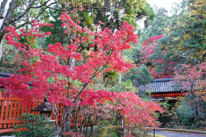 京都_紅葉_2020_赤山禅院　No9