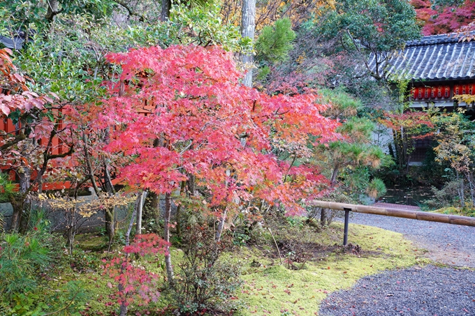 京都_紅葉_2020_赤山禅院　No10