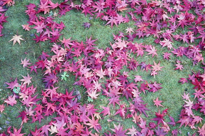 京都_紅葉_2020_赤山禅院　No11