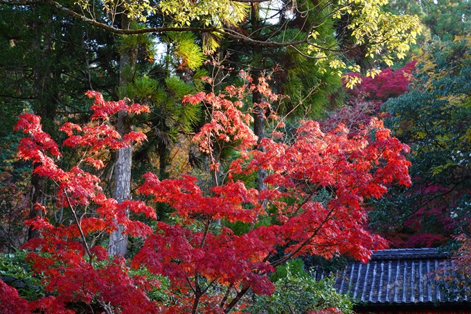 京都_紅葉_2020_赤山禅院　No12