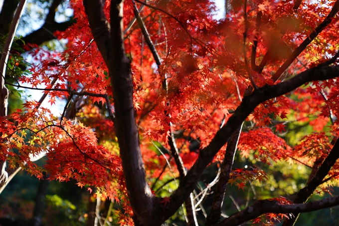 京都_紅葉_2020_赤山禅院　No13