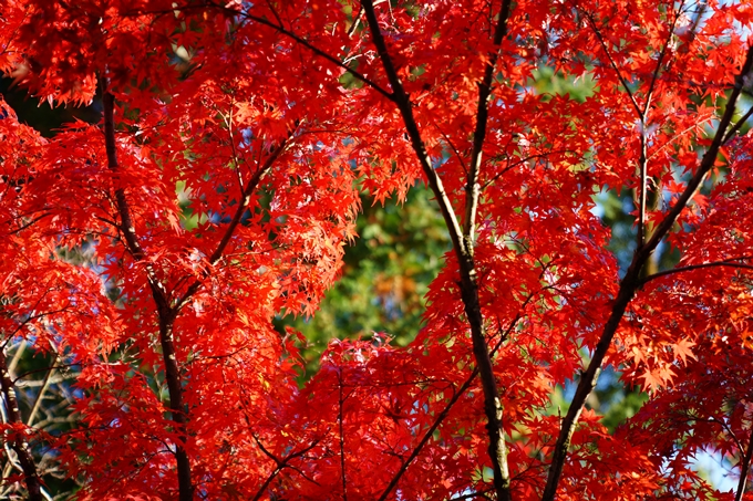 京都_紅葉_2020_赤山禅院　No14