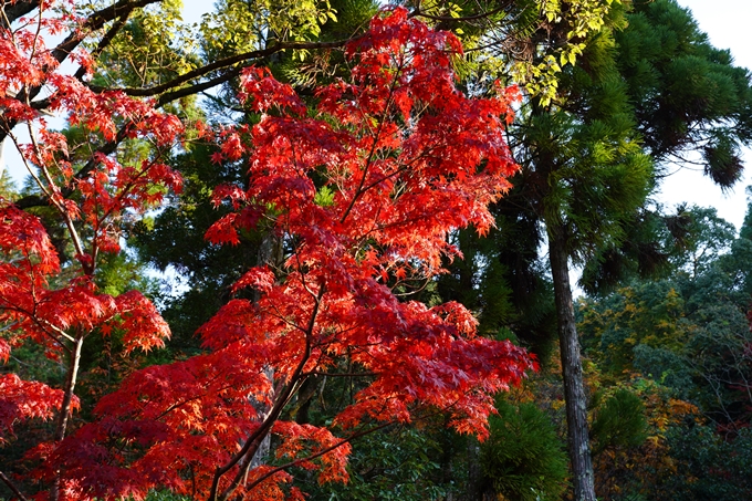 京都_紅葉_2020_赤山禅院　No15