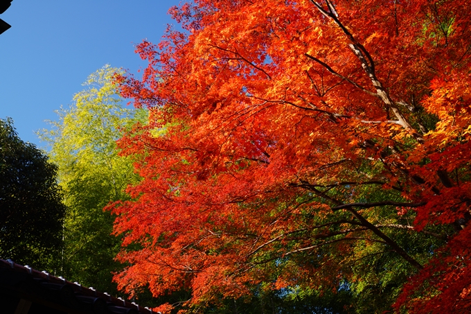 京都_紅葉_2020_赤山禅院　No16