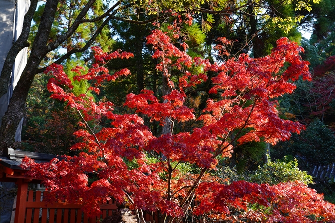 京都_紅葉_2020_赤山禅院　No18