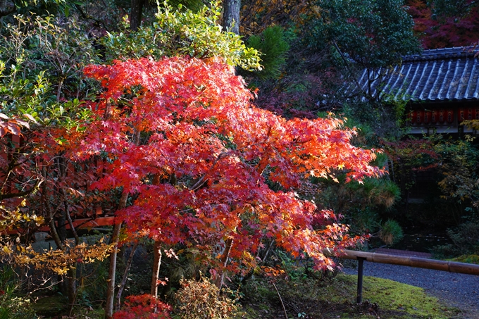 京都_紅葉_2020_赤山禅院　No19