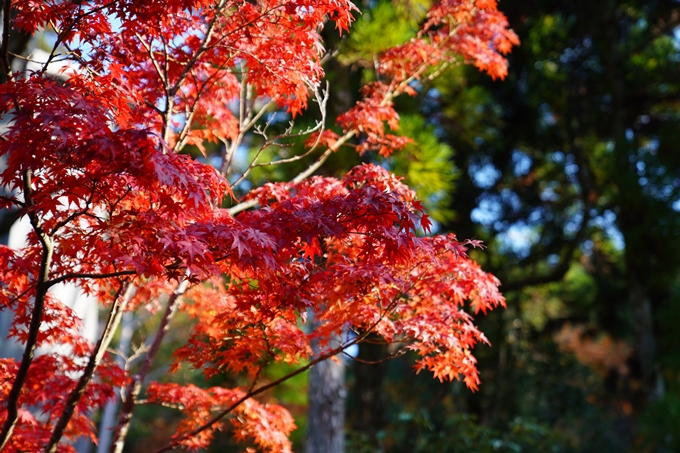 京都_紅葉_2020_赤山禅院　No20