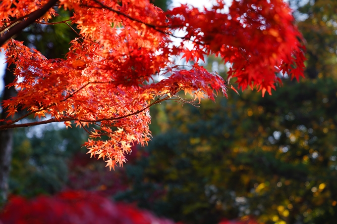 京都_紅葉_2020_赤山禅院　No21