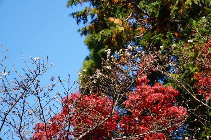 京都_紅葉_2020_赤山禅院　No22