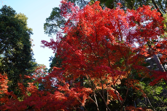 京都_紅葉_2020_赤山禅院　No24