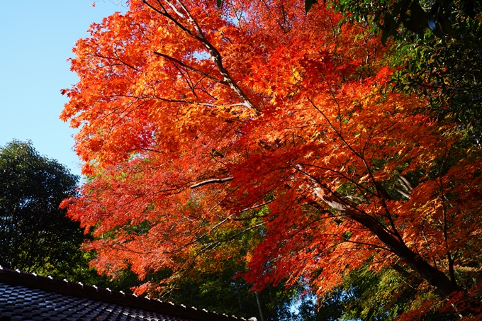 京都_紅葉_2020_赤山禅院　No25