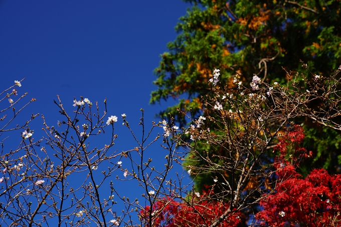 京都_紅葉_2020_赤山禅院　No26