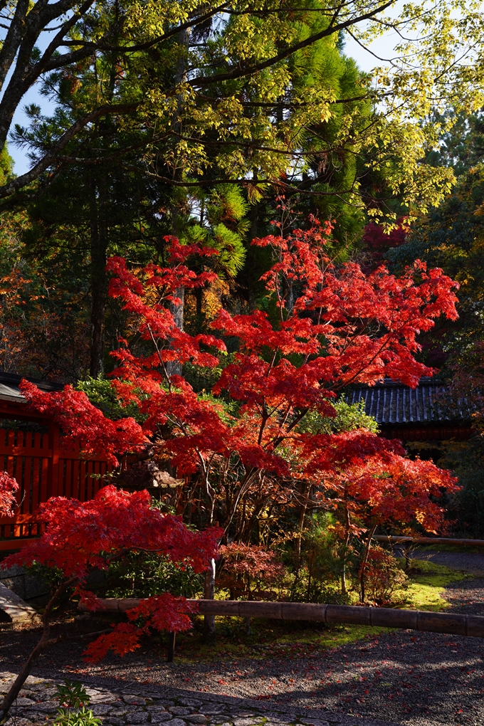 京都_紅葉_2020_赤山禅院　No27