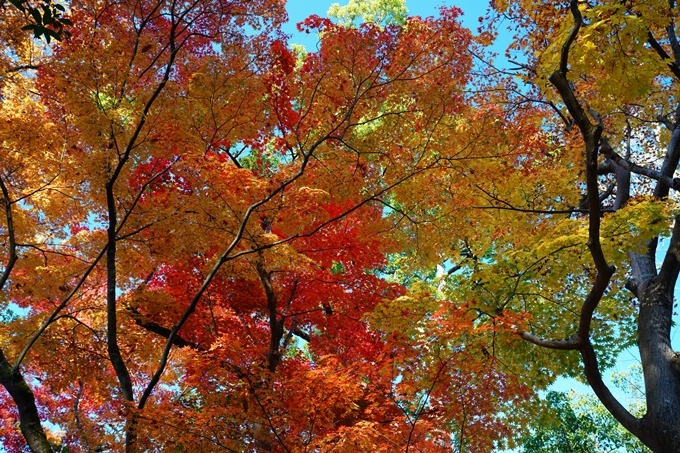 京都_紅葉_2020_赤山禅院　No28