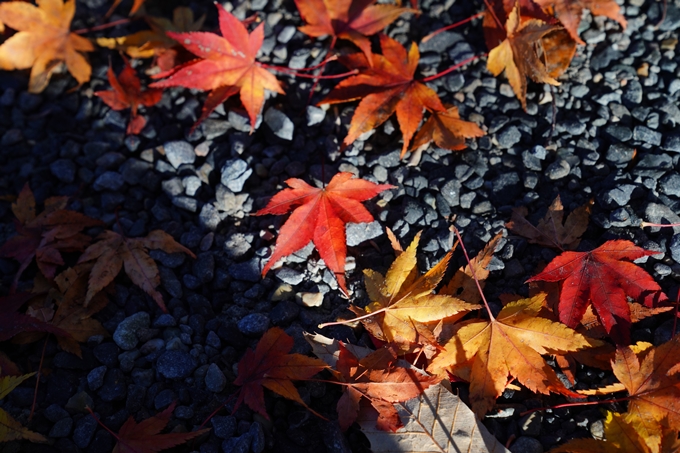 京都_紅葉_2020_赤山禅院　No29