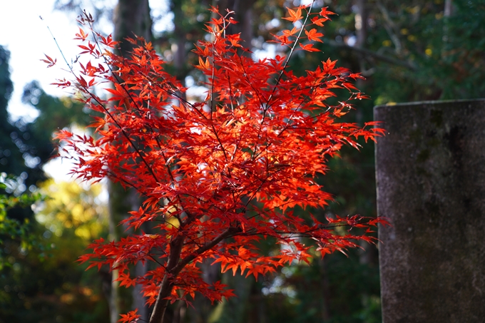 京都_紅葉_2020_赤山禅院　No33