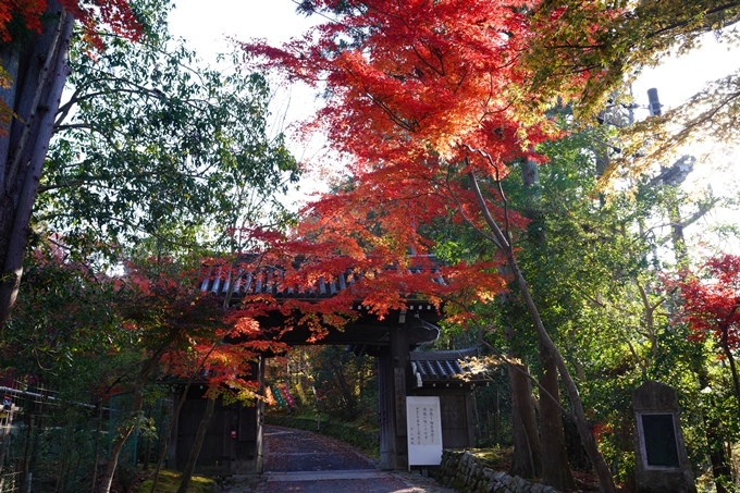 京都_紅葉_2020_赤山禅院　No34