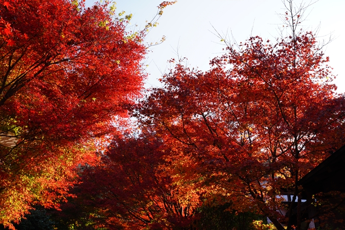 京都_紅葉_2020_曼殊院門跡　No2