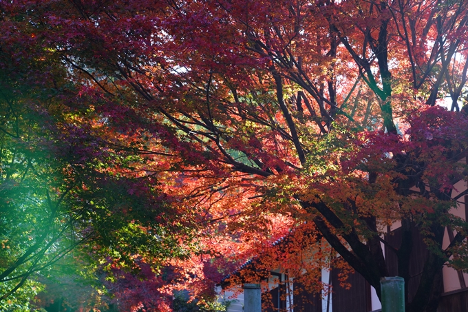 京都_紅葉_2020_曼殊院門跡　No4