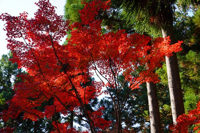 京都_紅葉_2020_曼殊院門跡　No5