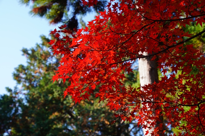 京都_紅葉_2020_曼殊院門跡　No6