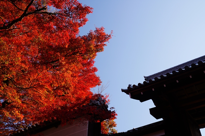 京都_紅葉_2020_曼殊院門跡　No7