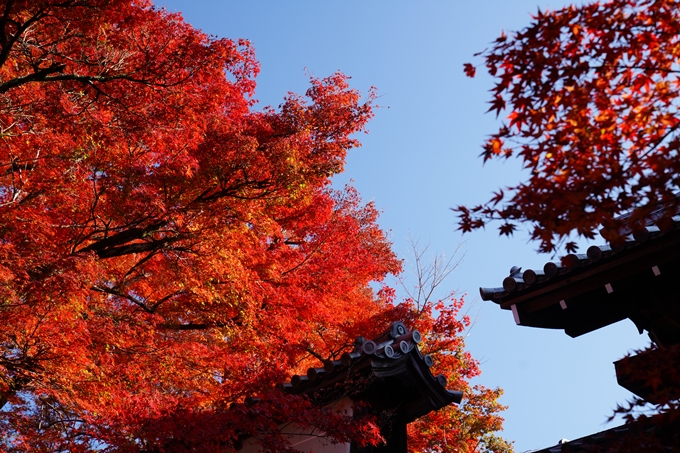 京都_紅葉_2020_曼殊院門跡　No8