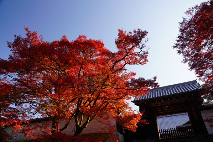 京都_紅葉_2020_曼殊院門跡　No10