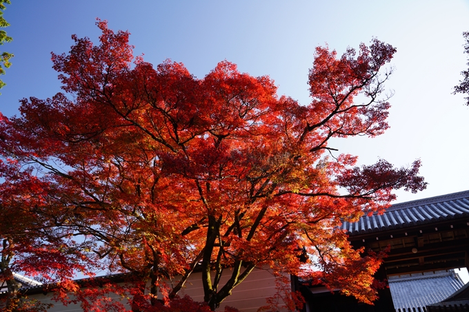 京都_紅葉_2020_曼殊院門跡　No12