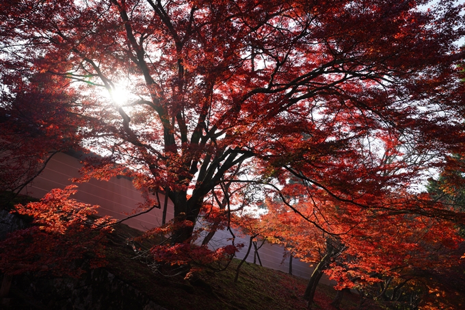 京都_紅葉_2020_曼殊院門跡　No13