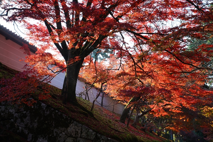 京都_紅葉_2020_曼殊院門跡　No14