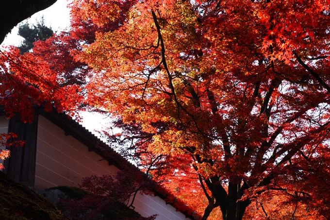 京都_紅葉_2020_曼殊院門跡　No15