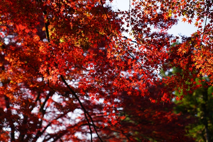 京都_紅葉_2020_曼殊院門跡　No16