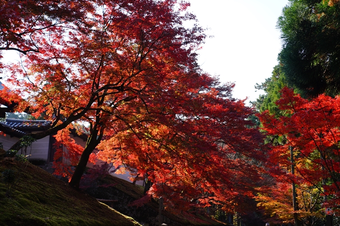 京都_紅葉_2020_曼殊院門跡　No17