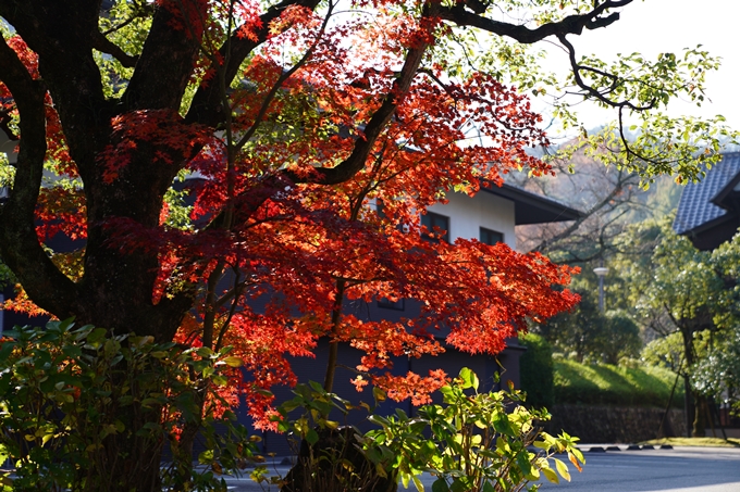 京都_紅葉_2020_曼殊院門跡　No18