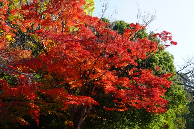 京都_紅葉_2020_曼殊院門跡　No19