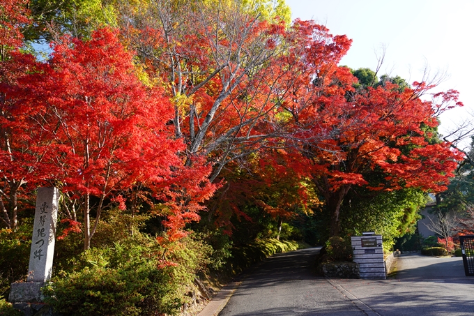 京都_紅葉_2020_曼殊院門跡　No20