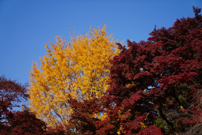 京都_紅葉_2020_鷺森神社　No2