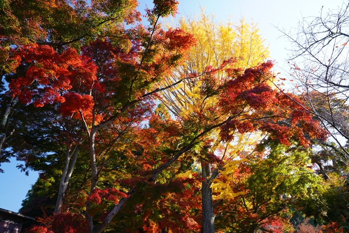 京都_紅葉_2020_鷺森神社　No6