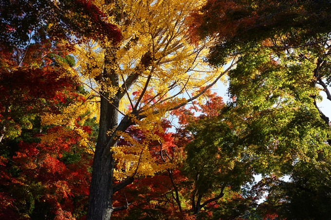 京都_紅葉_2020_鷺森神社　No7