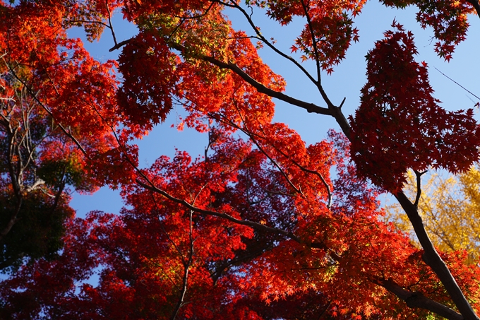 京都_紅葉_2020_鷺森神社　No8