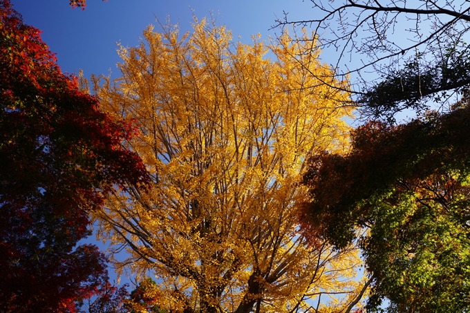 京都_紅葉_2020_鷺森神社　No9