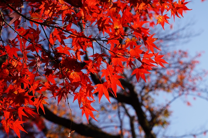 京都_紅葉_2020_鷺森神社　No10