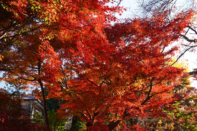 京都_紅葉_2020_鷺森神社　No11