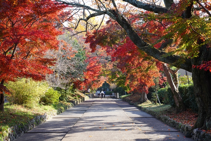 京都_紅葉_2020_鷺森神社　No12